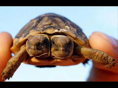 Imagenes Interesantes De La Naturaleza | cosas raras de la naturaleza youtube Imagenes Interesantes De La Naturaleza | cosas raras de la naturaleza youtube