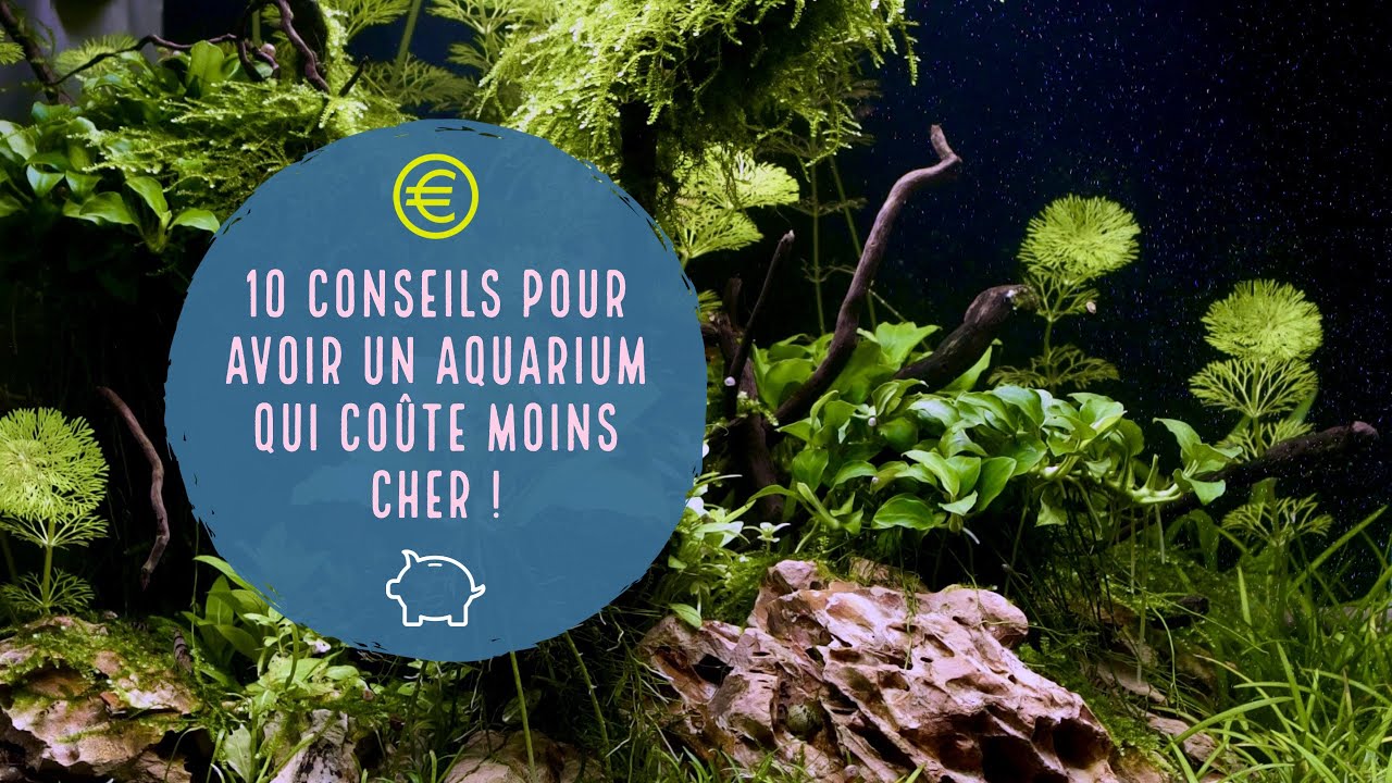 10 Conseils pour un aquarium moins cher