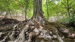 Wandertour im Harz 2/2