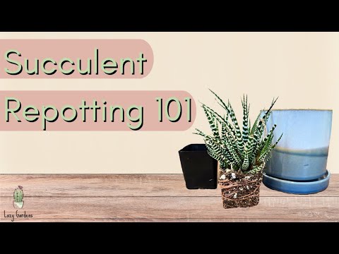 How And When To Repot Succulents