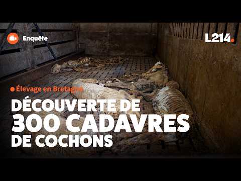 Découverte macabre : 300 cochons morts dans un élevage breton