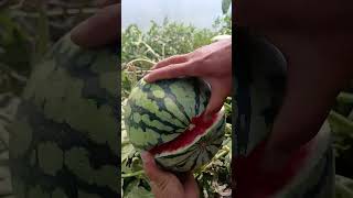 Farm Fresh Watermelon Cutting Tricks 🍉 | Amazing Fruit Cutting Skills