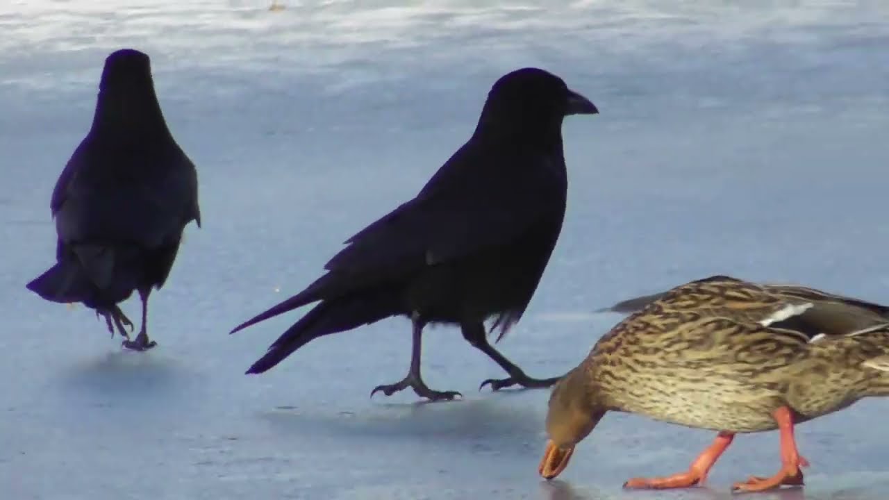 Winter conditions ; Winterliche Bedingungen ; Condiții de iarnă (B)
