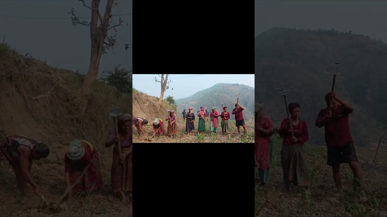 Gaugarko makai goodai