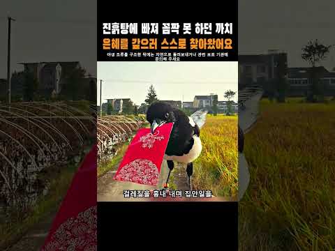 진흙탕에 빠져 꼼짝 못 하던 까치, 은혜를 갚으러 스스로 찾아왔어요 thumbnail