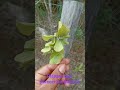 #caipiras plantas
