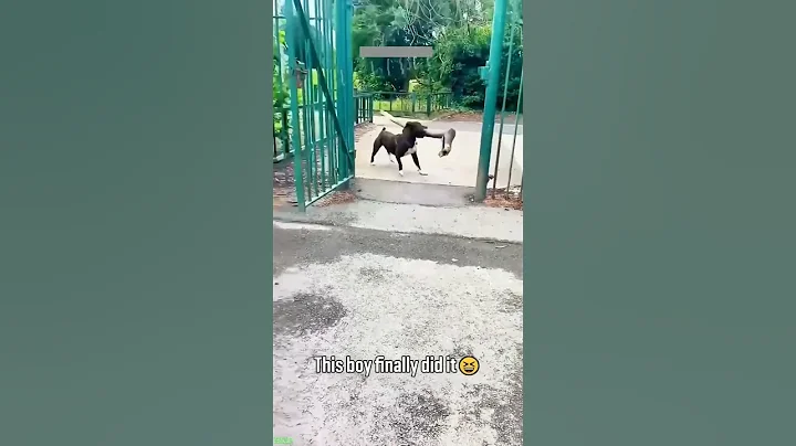 Video 11221501: funny russian cats, cats compilation, funny cat 4k, laugh funny cat reaction, funniest cats