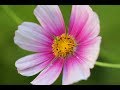 Flowers- Zinnias, Cosmos, Sunflowers, And More-Garden Montage