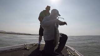 Good Size Stripers! 45 minutes of nonstop Striped Bass Fishing action! Amazing day! California Delta