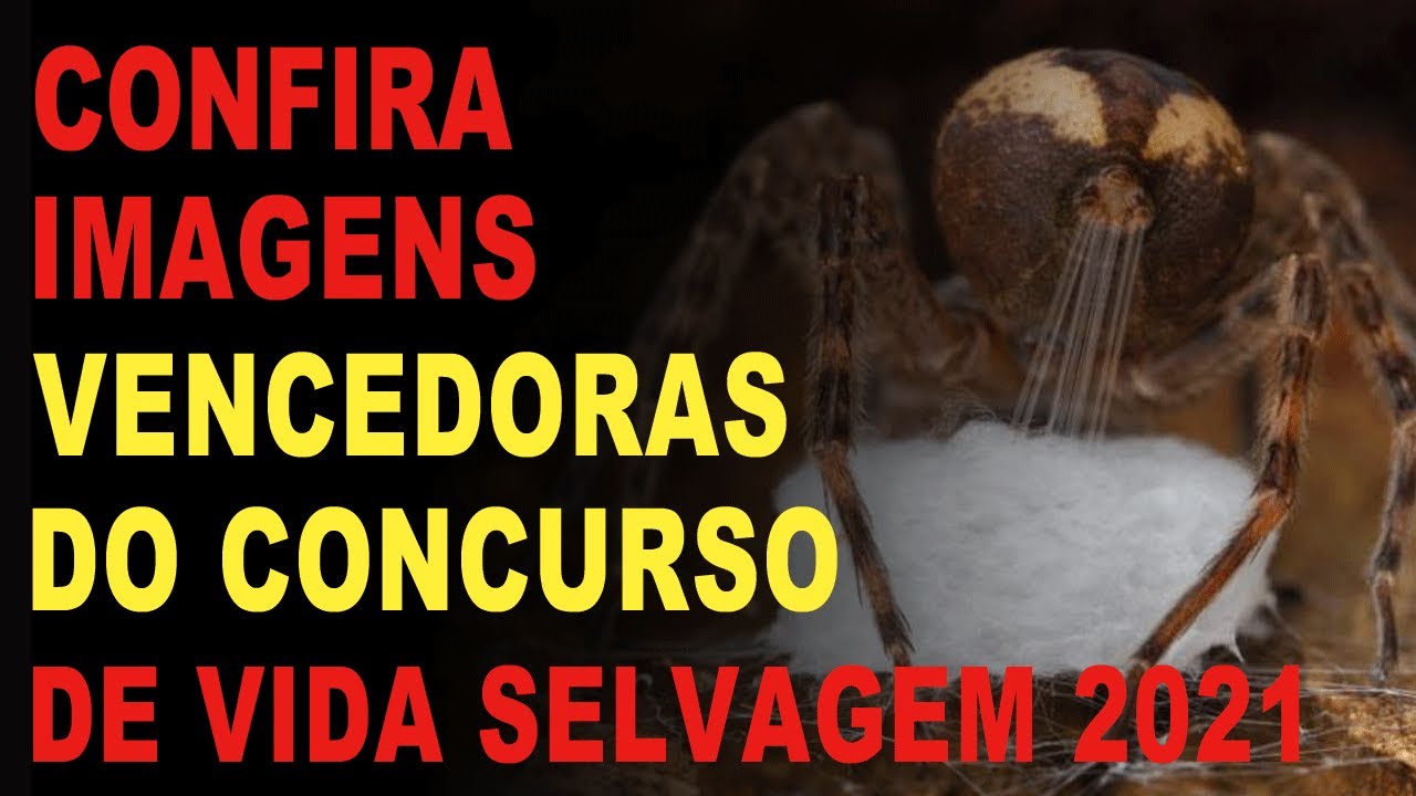 Confira imagens vencedoras do concurso de vida selvagem 2021!(Foto de aranha brasileira leva prêmio)