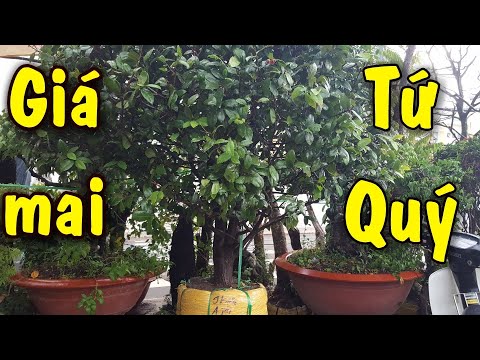 Video hỏi giá cây mai tứ quý khủng | bonsai Can Tho - youtube