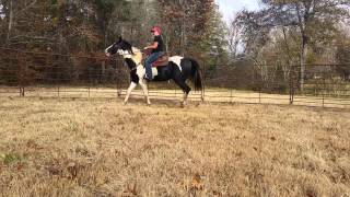 Mr Smokin Okey Riding