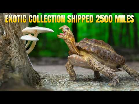 Exotic Turtle Collection Urgently Shipped 2,500 Miles to Garden State Tortoise