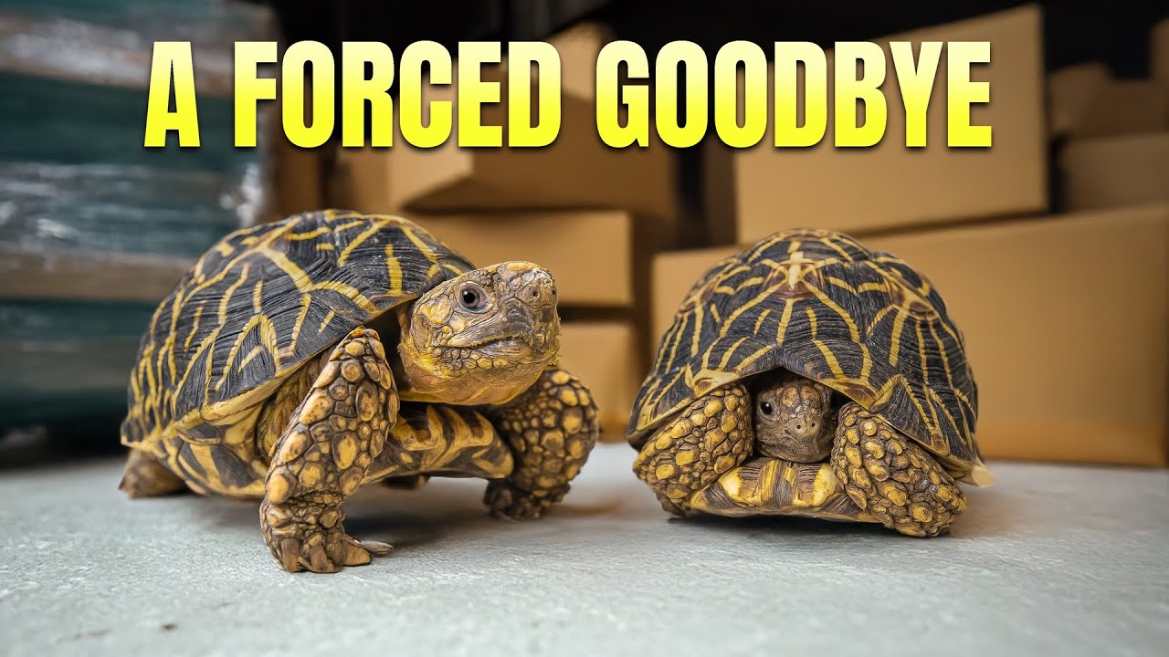 Latest Title & Thumbnail