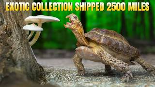 Exotic Turtle Collection Urgently Shipped 2,500 Miles to Garden State Tortoise