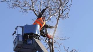 Tree Services Henderson, NV. First Call Tree Services