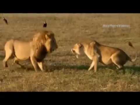 ცხოველთა სამყარო   ბრძოლა გადარჩენისთვის1video