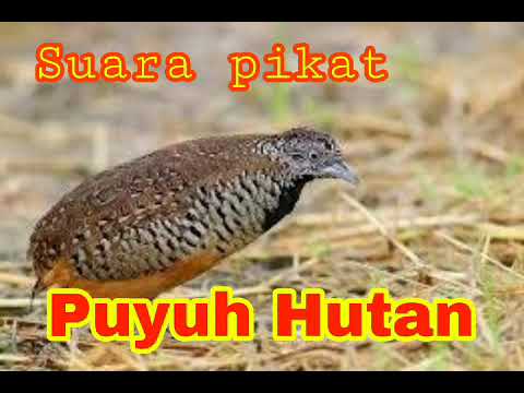 Suara pikat burung Puyuh AMPUH