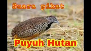 Suara pikat burung Puyuh AMPUH