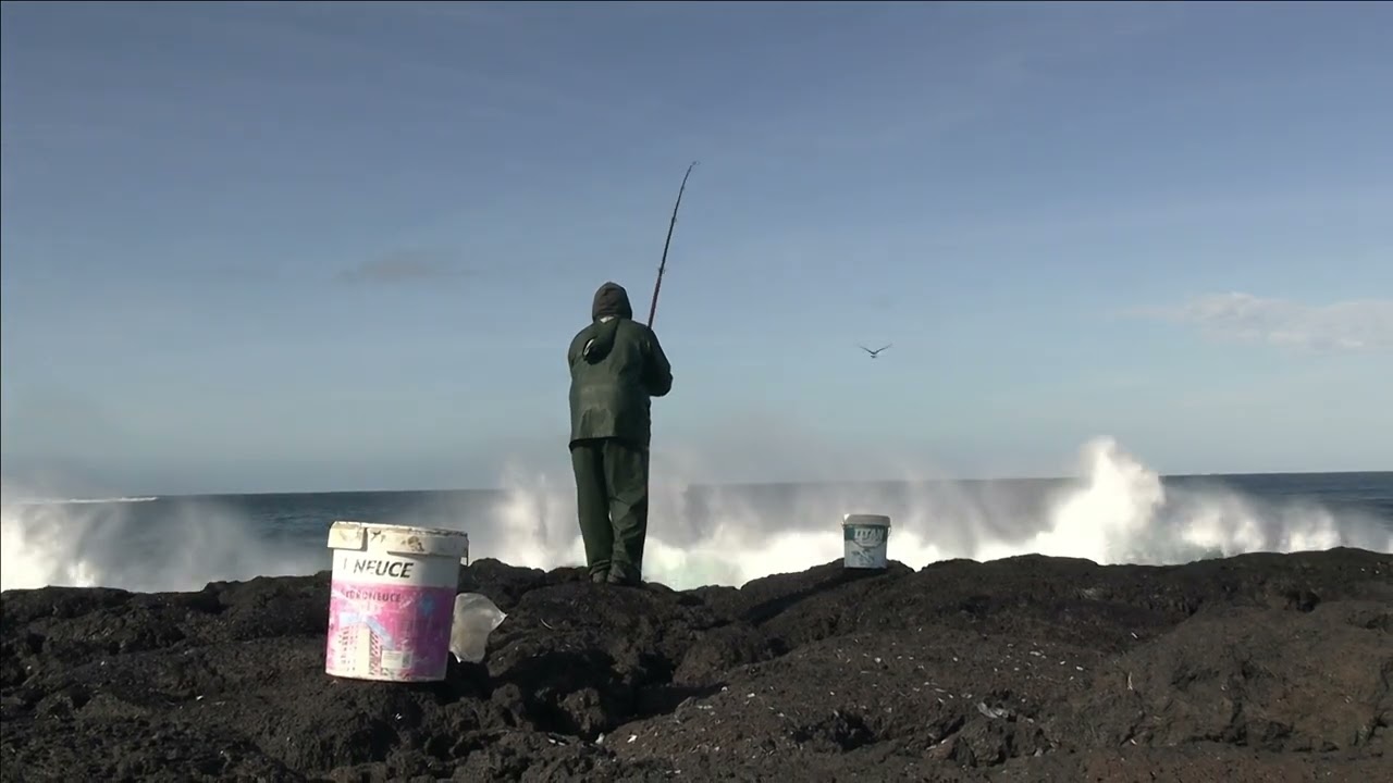 O PAULINO É DESCABECAR NELAS 29 01 2025