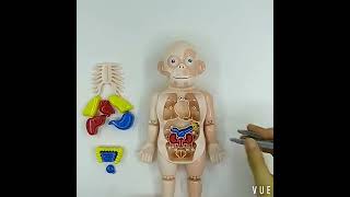 مجسم هيكل عظمى ?Human body model 