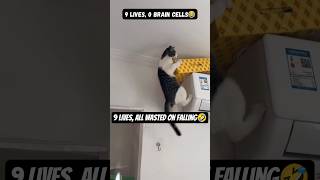 9 Lives, All wasted on Falling Profile