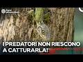 Perché Questa Lucertola Sembra un Piccolo Dinosauro? | Documentario Doppiato in Italiano