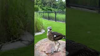 Bush... Stone.. Curlew!