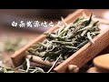 [茶圈阿斗]第一集白茶发源地之谜?世界白茶在中国，中国白茶在福鼎，这句话到底是不是真的？