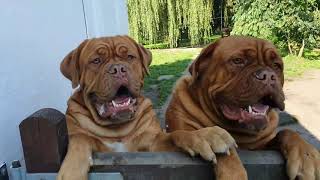 A Full Days Feeding at Regalrouge Dogue de Bordeaux and French Bulldogs