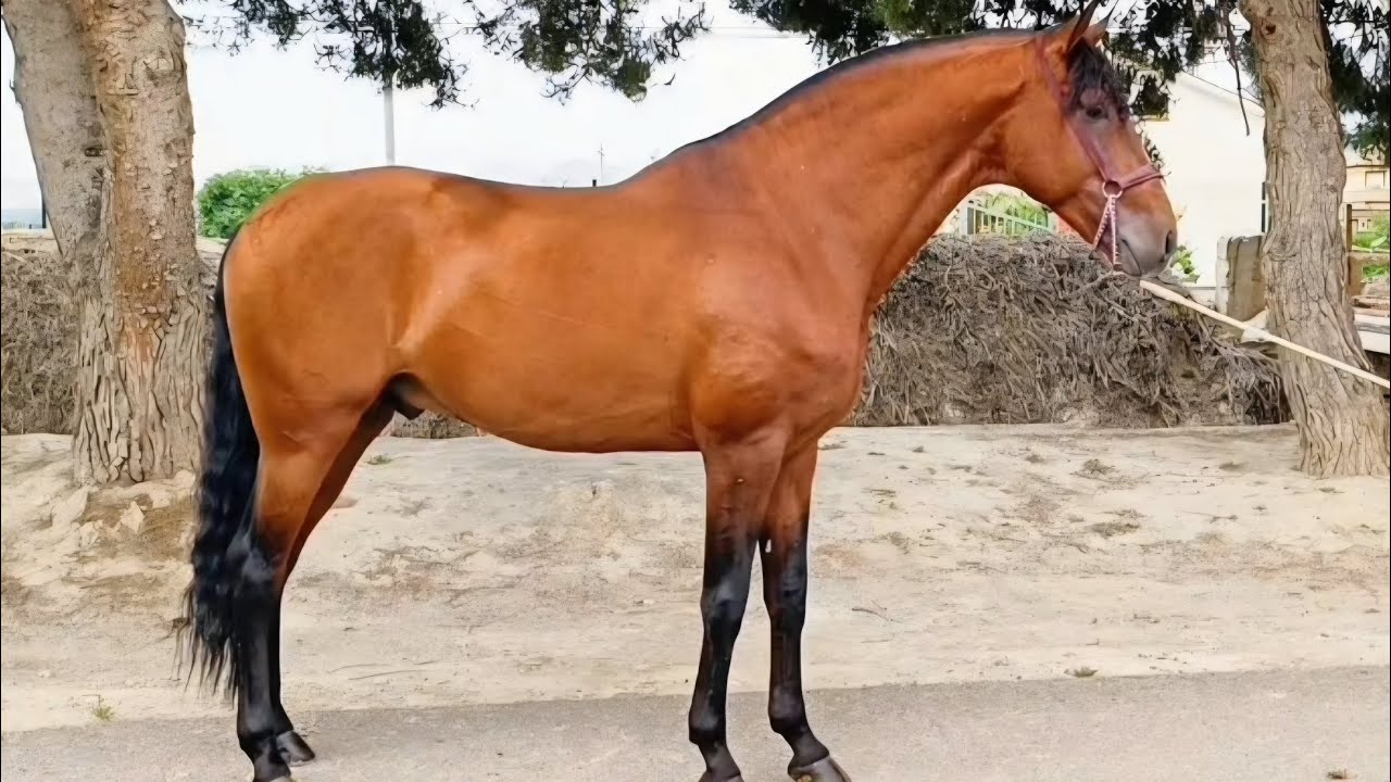 Exceptional lusitano stallion 8 years 16.1hh (166cm) PSG/GP training piro-free x-rays available