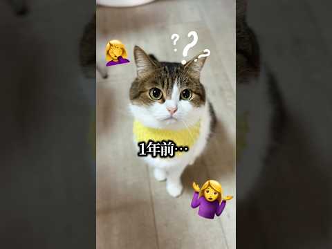 記憶力の低下は重要なサイン⁉️😿😭　#認知症予防 #ねこ部 #ねこ動画 #猫のいる暮らし #猫好きさんと繋がりたい #cat #ねこ #shorts