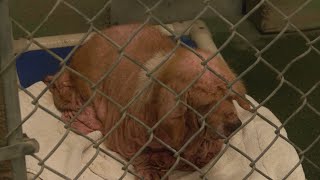 Kingsburg Dogs Rescued Need Donations
