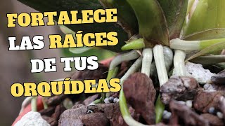 FORTALECE las RAÍCES de TUS ORQUÍDEAS