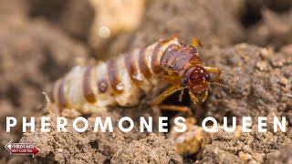 How Termite Queens Control Their Colonies // Pest Control