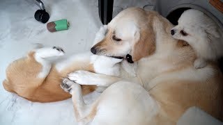 ENG SUB _ The Dog that Controls Herself to Prevent Injuries