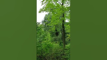 Weeping Willow Tree in Green Forest