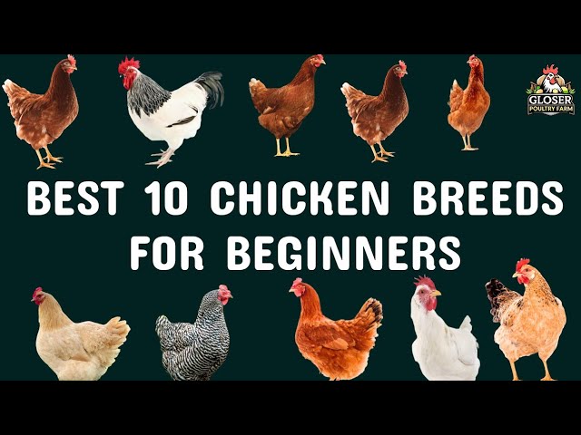 10 Best Chicken Breeds