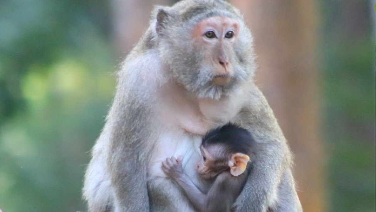 Mama Gladdis Bring Her cub sit Given Milk for a while after Walking  on Jan 17,2026/Vs.6k110. Ambers