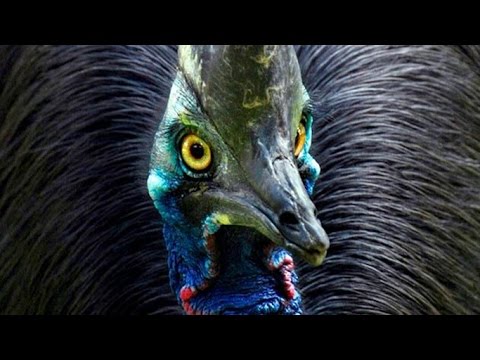 Dünyanın En Tehlikeli ve En Ölümcül Kuşu Cassowary