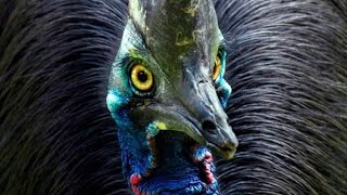 Download Dünyanın En Tehlikeli ve En Ölümcül Kuşu Cassowary Dünyanın En Tehlikeli ve En Ölümcül Kuşu Cassowary