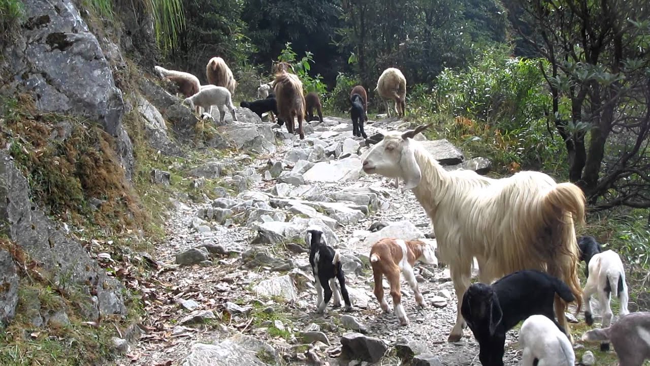 Goat yells like a man