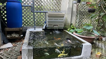 Hồ Cá Koi Đẹp - 1 Ngăn Lắng + Thùng 200l + Bakki Nước Siêu Trong.Hồ Em Đức ở Củ Chi.😊😊😊😊