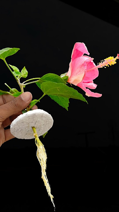 Simple way to grow hibiscus flower plant at home || 100% successful //#reelsvideo #shortvideo
