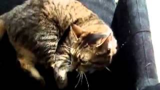 Viivi 20110530