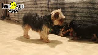 Darling Yorkshire Terrier Puppies