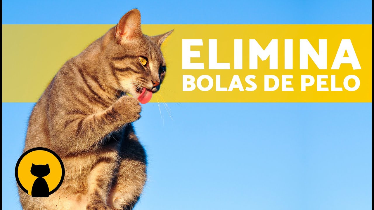 Cómo ayudar a mi GATO a EXPULSAR BOLAS de PELO 🐱