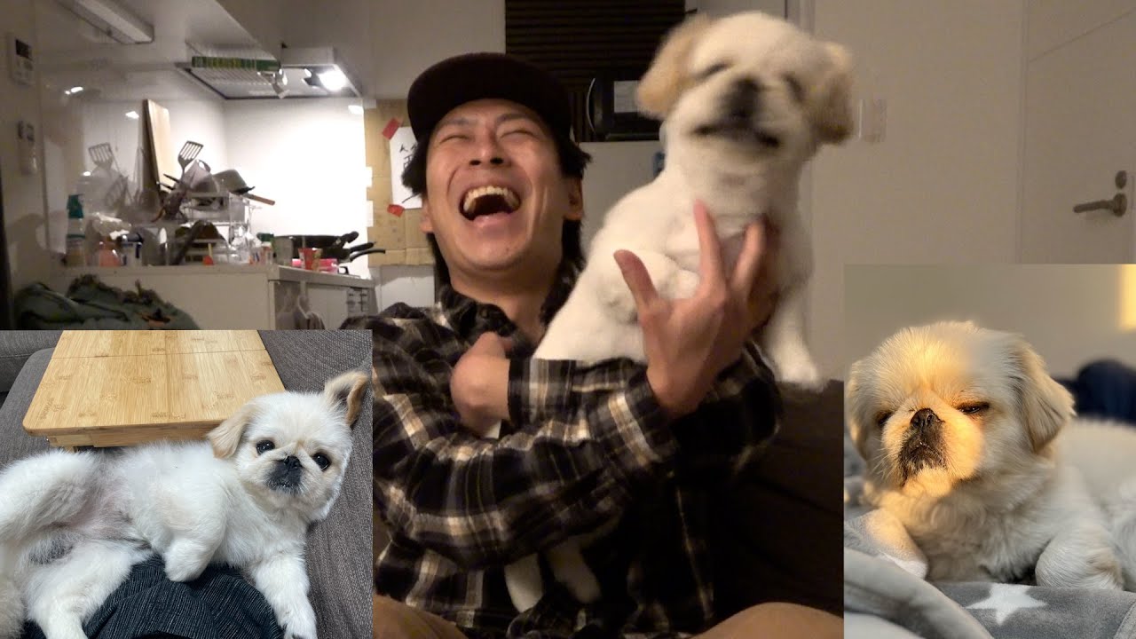 【初公開】うちのケイピーの可愛い写真見てってよ【ペキニーズ】