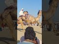 اونٹ ڈانس