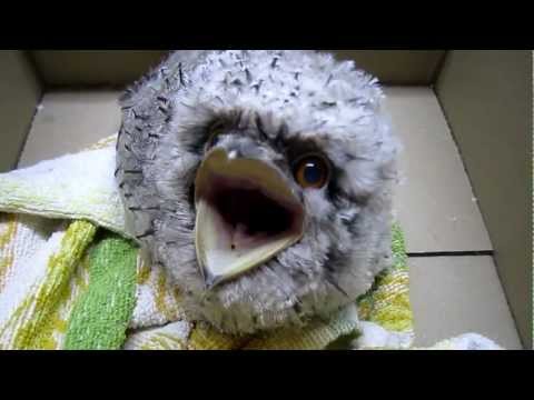 Tony Frogmouth Screaming Bird With Big Mouth 